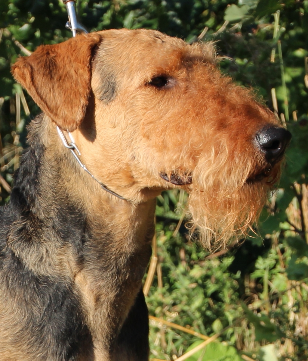 Donkor vom Bismarckstein - Airedale Terrier Zwinger "von Thekla"