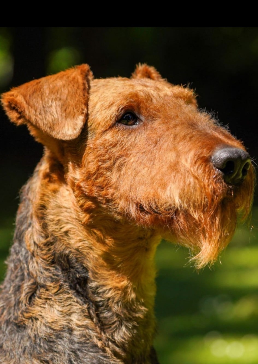 You Bèla von Erikson - Airedale Terrier Zwinger "von Thekla"