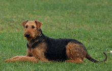 Illy von Thekla in der Abliegeposition für das Ablegen mit Hereinkommen während der Begleithundeprüfung